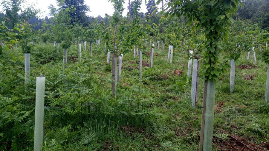 A photo of young trees in leaf